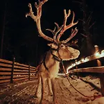 Arctic Lumo *