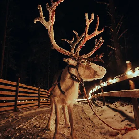 Arctic Lumo *