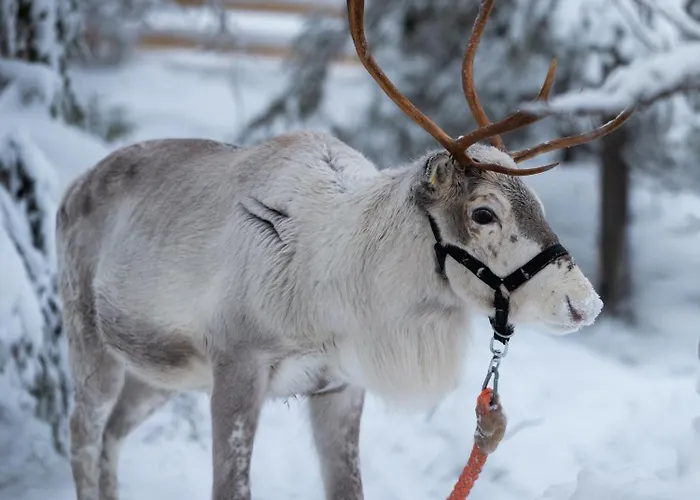 Arctic Lumo منتجع